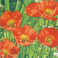 211242 - Poppy Flowers 넵킨페이퍼(20매)