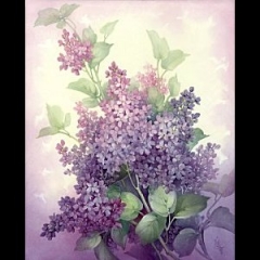 특가판매 ST24-Lilacs 8